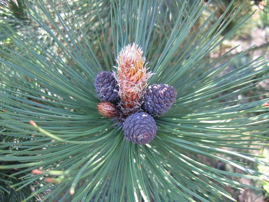 Onde plantar Pinheiro-da-Bósnia (Pinus heldreichii)_2