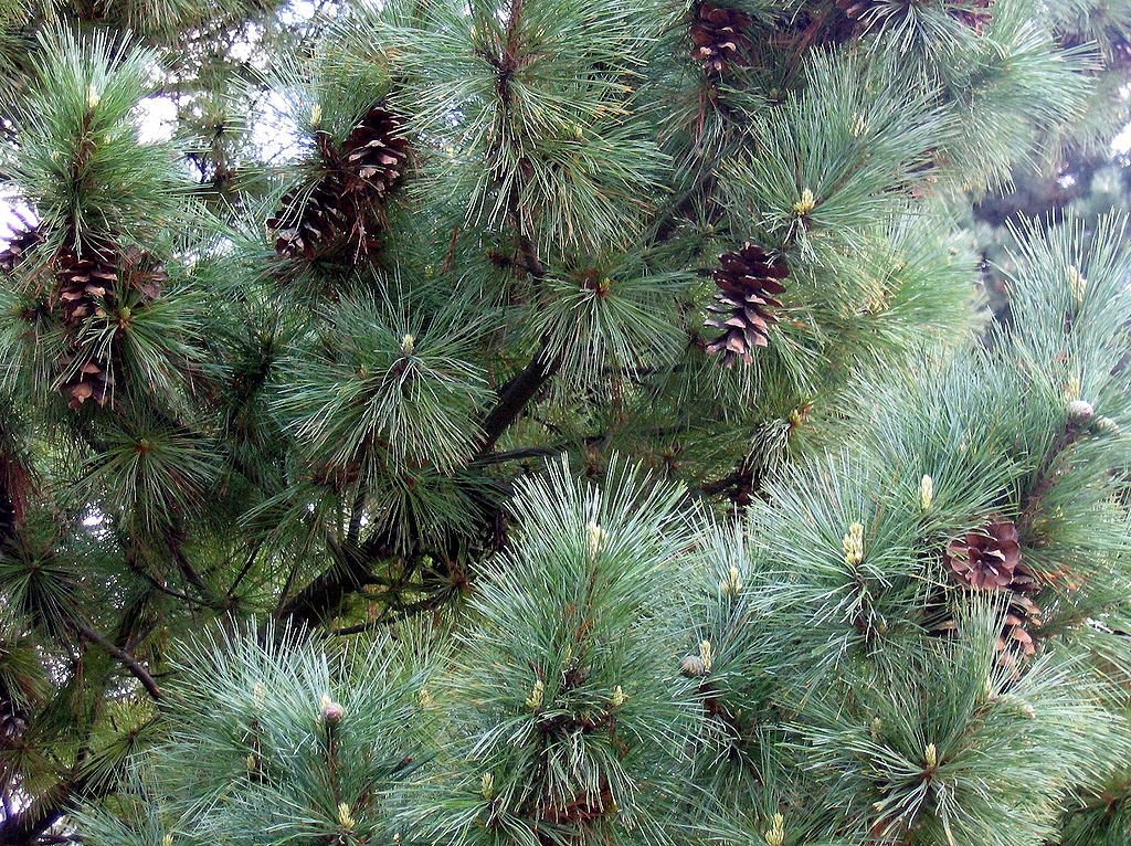 Pinheiro-da-Macedónia (Pinus peuce)