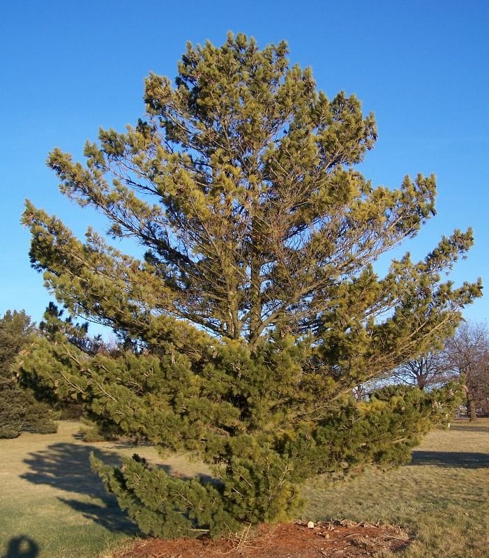 Como plantar Pinheiro-da-Macedónia (Pinus peuce)_1