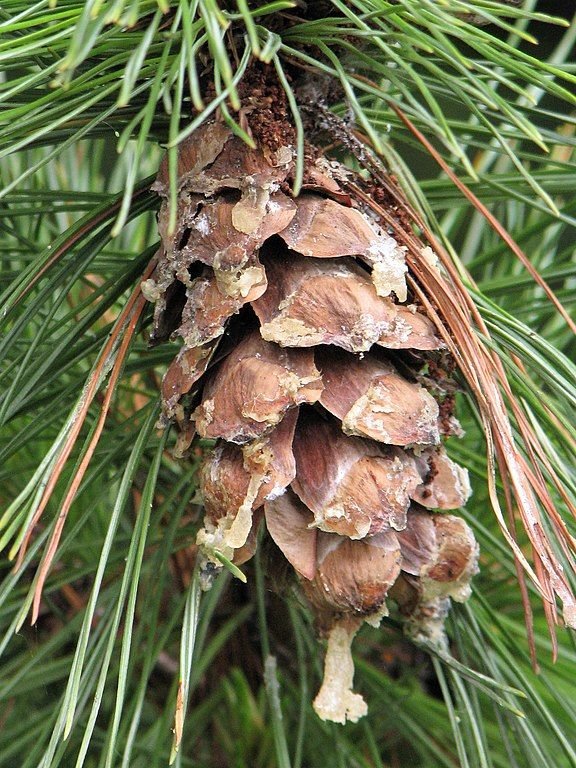 Onde plantar Pinheiro-da-Macedónia (Pinus peuce)_2