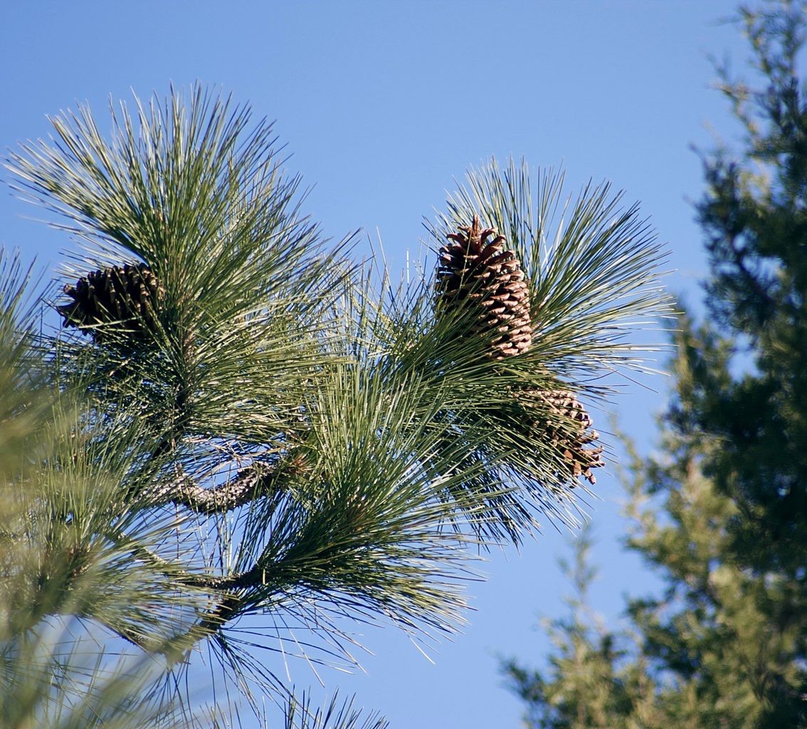 Pinheiro de Jeffrey (Pinus jeffreyi)