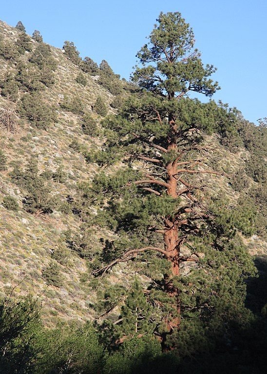 Como plantar Pinheiro de Jeffrey (Pinus jeffreyi)_1