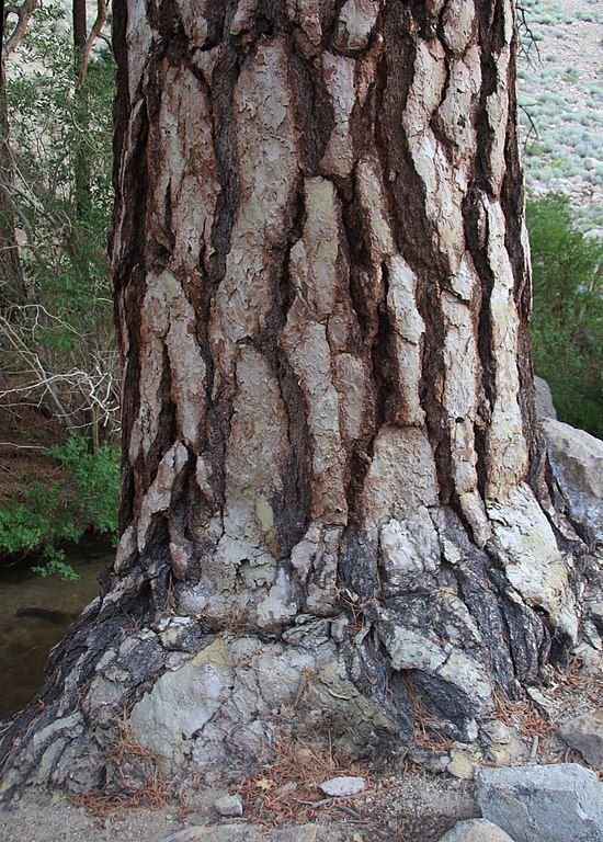 Onde plantar Pinheiro de Jeffrey (Pinus jeffreyi)_2
