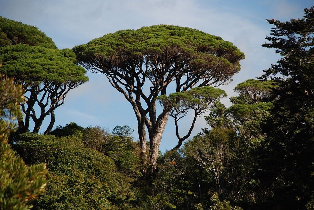 Pinheiro-manso (Pinus pinea)
