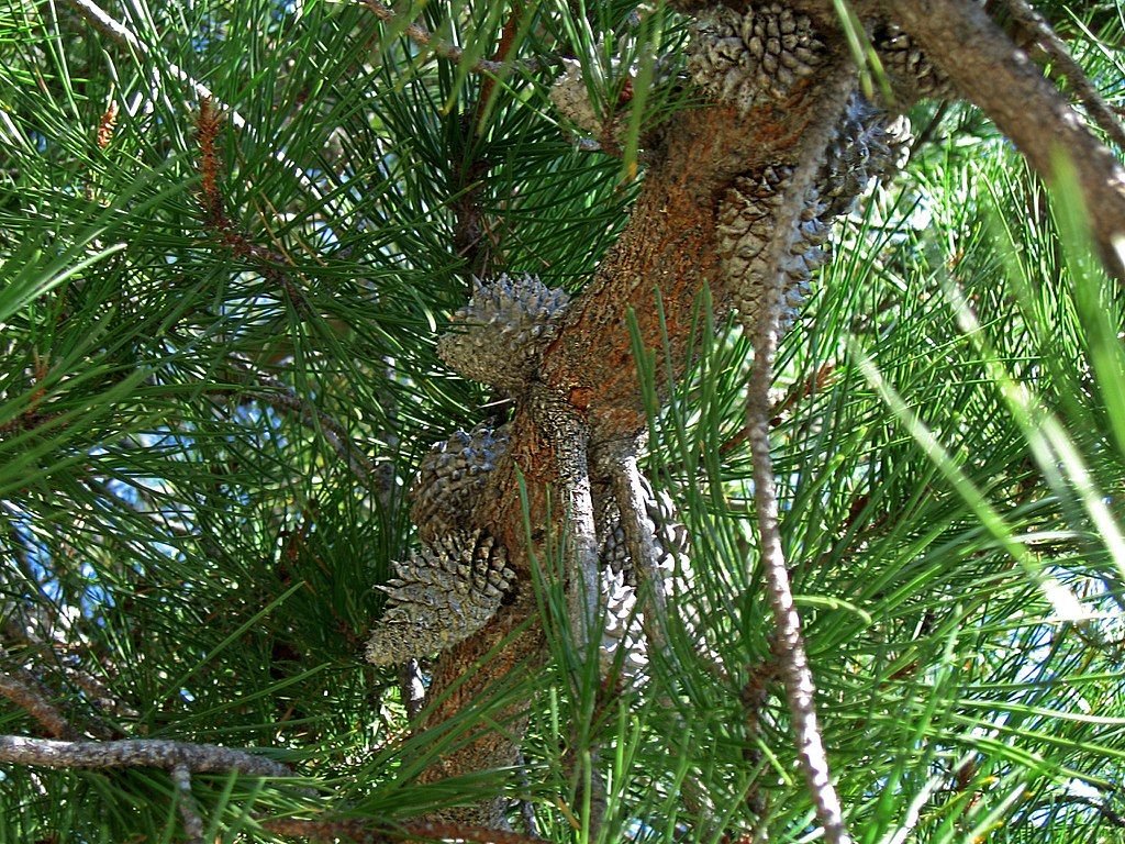 Pinheiro muricata (Pinus muricata)