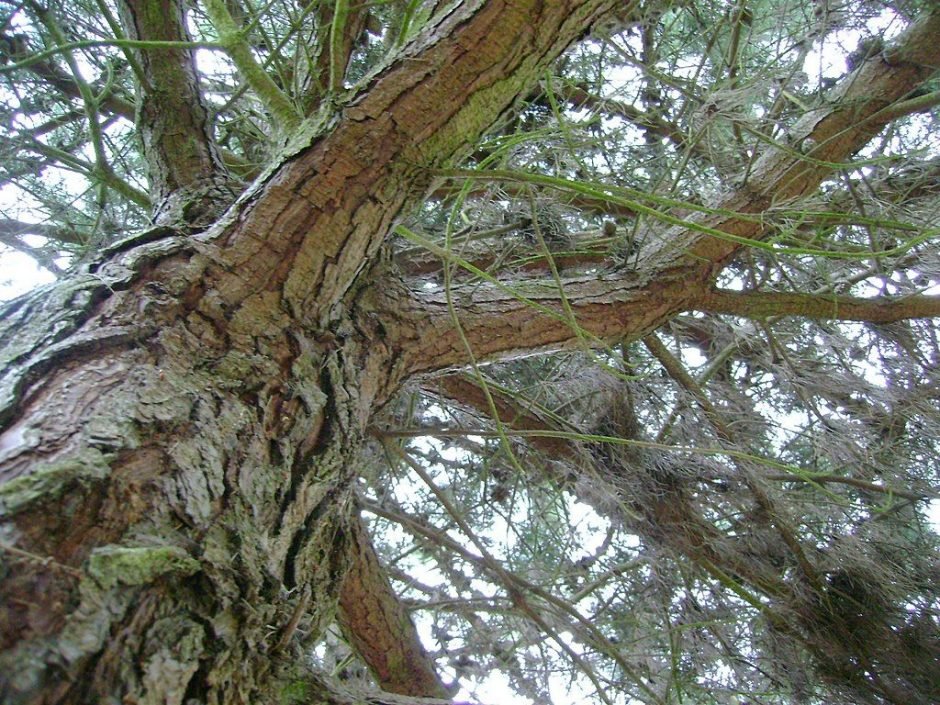 Como plantar Pinheiro muricata (Pinus muricata)_1