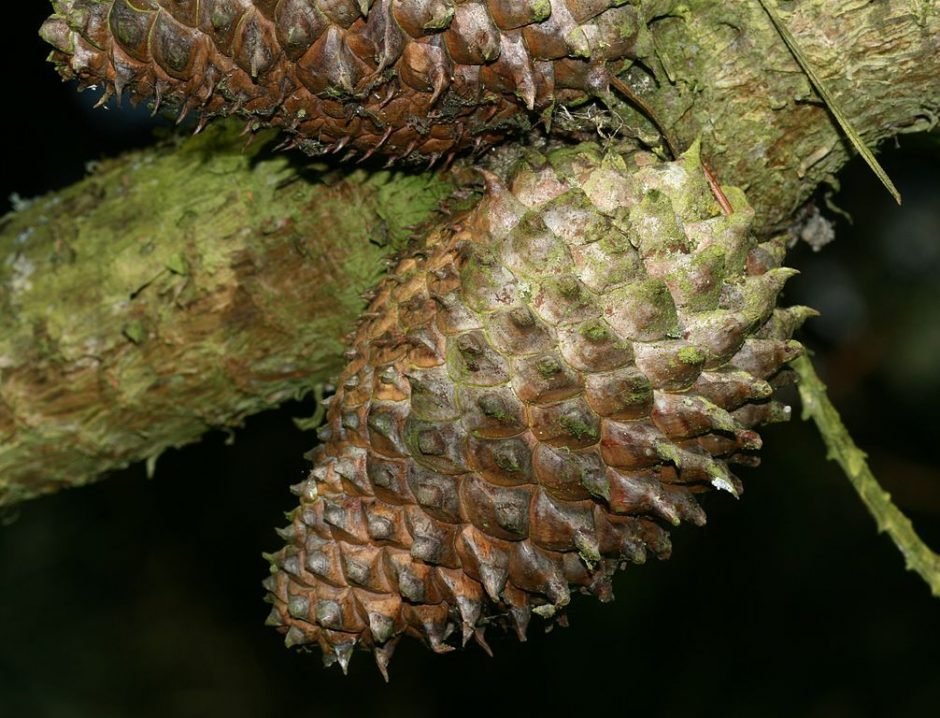 Onde plantar Pinheiro muricata (Pinus muricata)_2