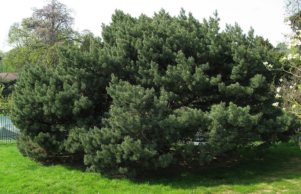 Pinheiro-silvestre 'Watereri' (Pinus sylvestris 'Watereri')