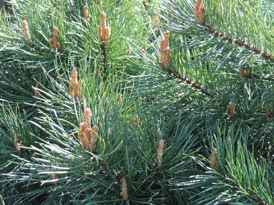 Como plantar Pinheiro-silvestre 'Watereri' (Pinus sylvestris 'Watereri')_1