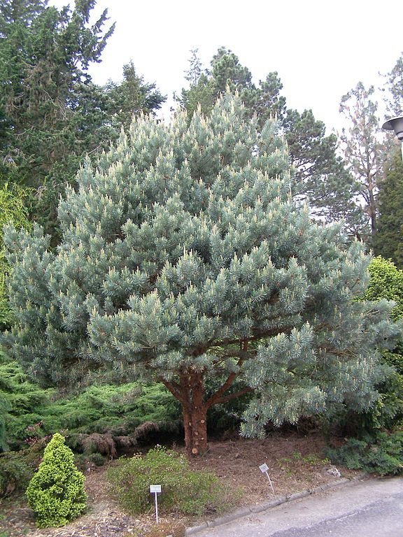 Onde plantar Pinheiro-silvestre 'Watereri' (Pinus sylvestris 'Watereri')_2