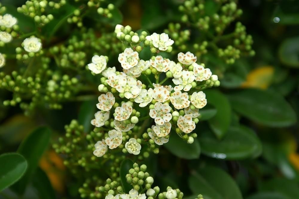 Piracanta 'Mohave' (Pyracantha 'Mohave')