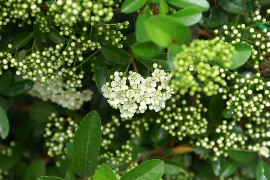 Como plantar Piracanta 'Mohave' (Pyracantha 'Mohave')_1