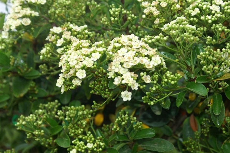 Onde plantar Piracanta 'Mohave' (Pyracantha 'Mohave')_2