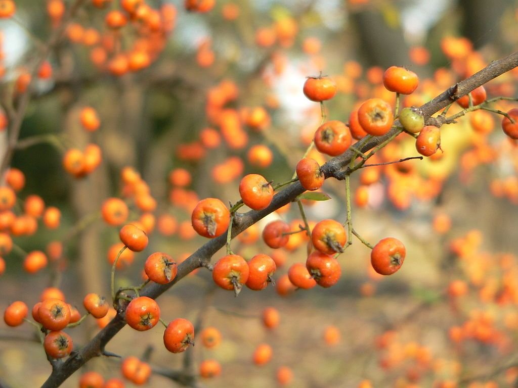 Piracanta Saphyr Orange (Pyracantha Saphyr Orange 'Cadange')