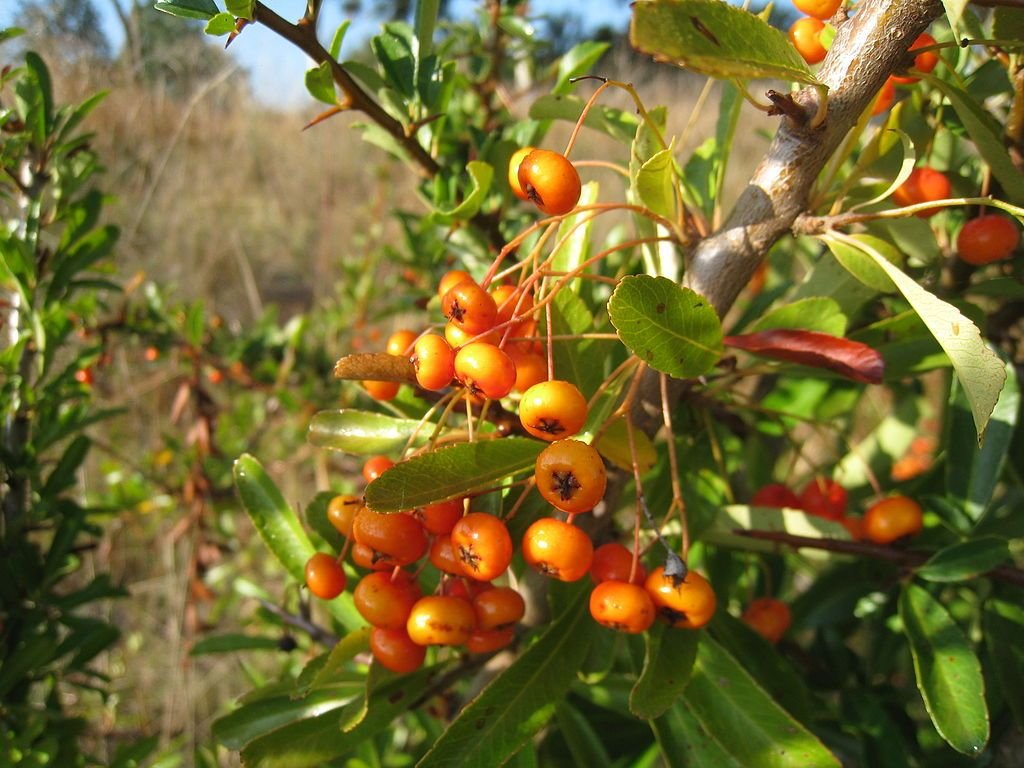 Piracanta asiática (Pyracantha rogersiana)