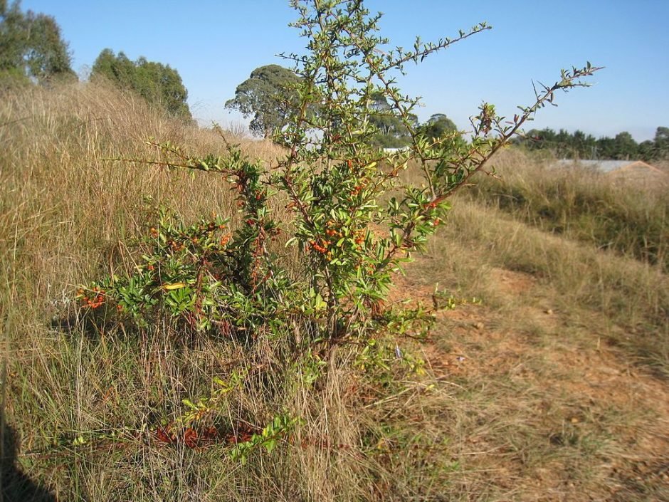Como plantar Piracanta asiática (Pyracantha rogersiana)_1