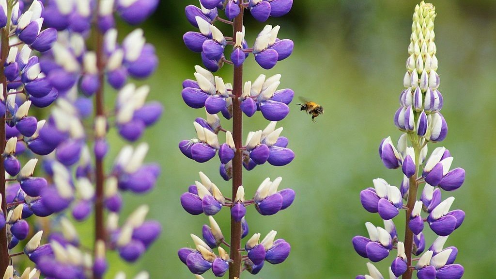 Tremoção-bravo (Lupinus angustifolius)