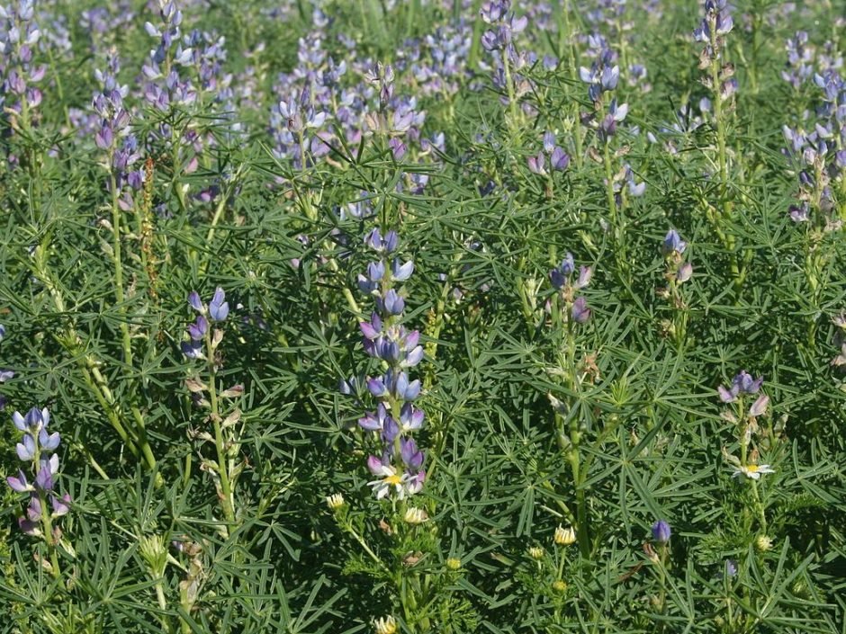 Como plantar Tremoção-bravo (Lupinus angustifolius)_1