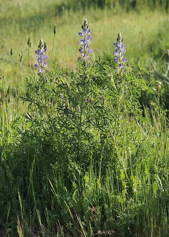 Onde plantar Tremoção-bravo (Lupinus angustifolius)_2
