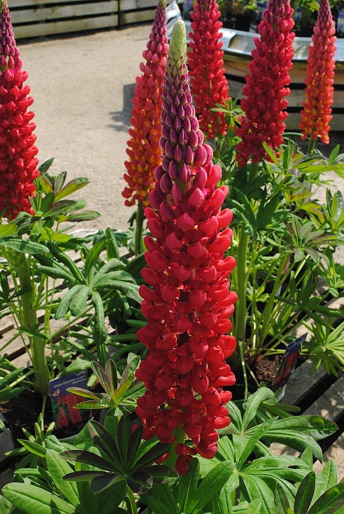 Tremoceiro 'Beefeater' (Lupinus 'Beefeater')