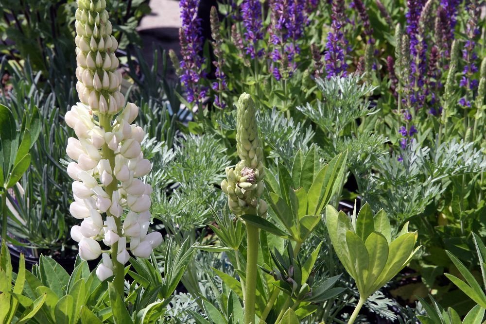 Tremoceiro 'Gallery White' (Lupinus 'Gallery White')