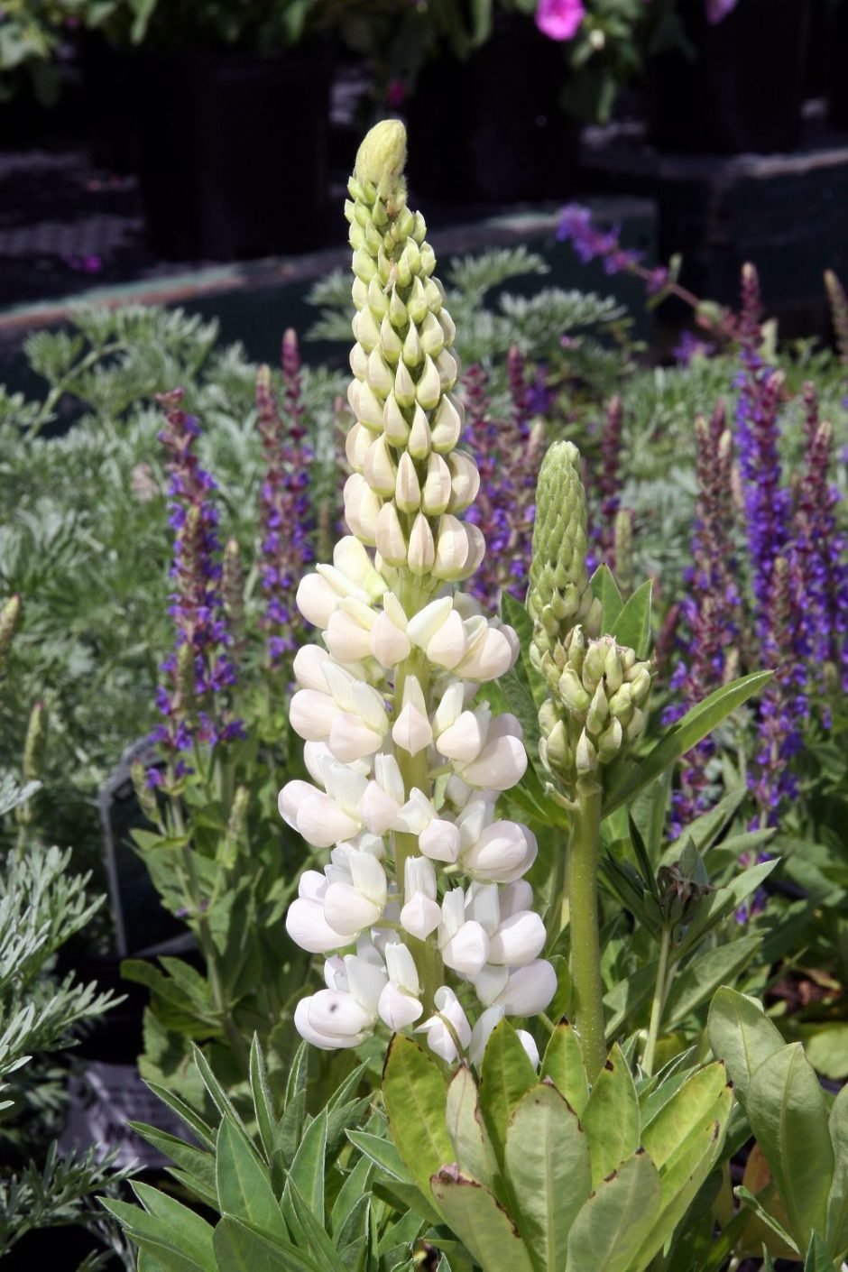Como plantar Tremoceiro 'Gallery White' (Lupinus 'Gallery White')_1