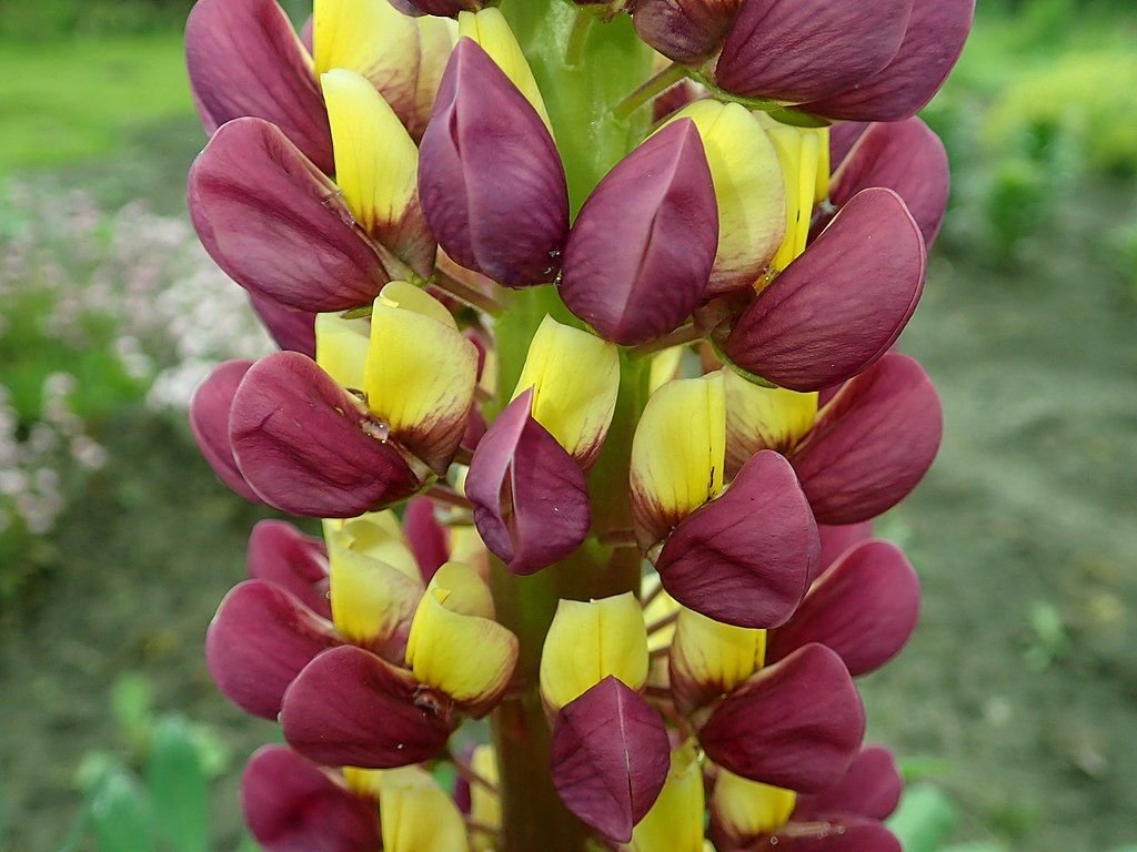 Tremoceiro 'Manhattan Lights' (Lupinus 'Manhattan Lights')