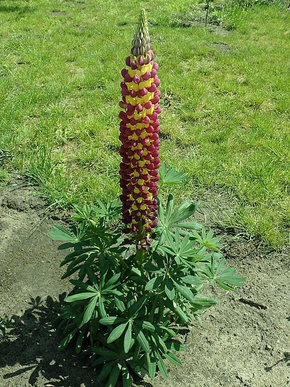 Como plantar Tremoceiro 'Manhattan Lights' (Lupinus 'Manhattan Lights')_1