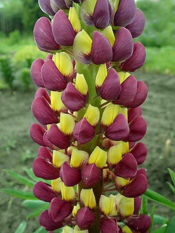 Onde plantar Tremoceiro 'Manhattan Lights' (Lupinus 'Manhattan Lights')_2