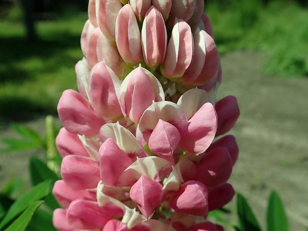 Tremoceiro 'The Chatelaine' (Lupinus 'The Chatelaine')