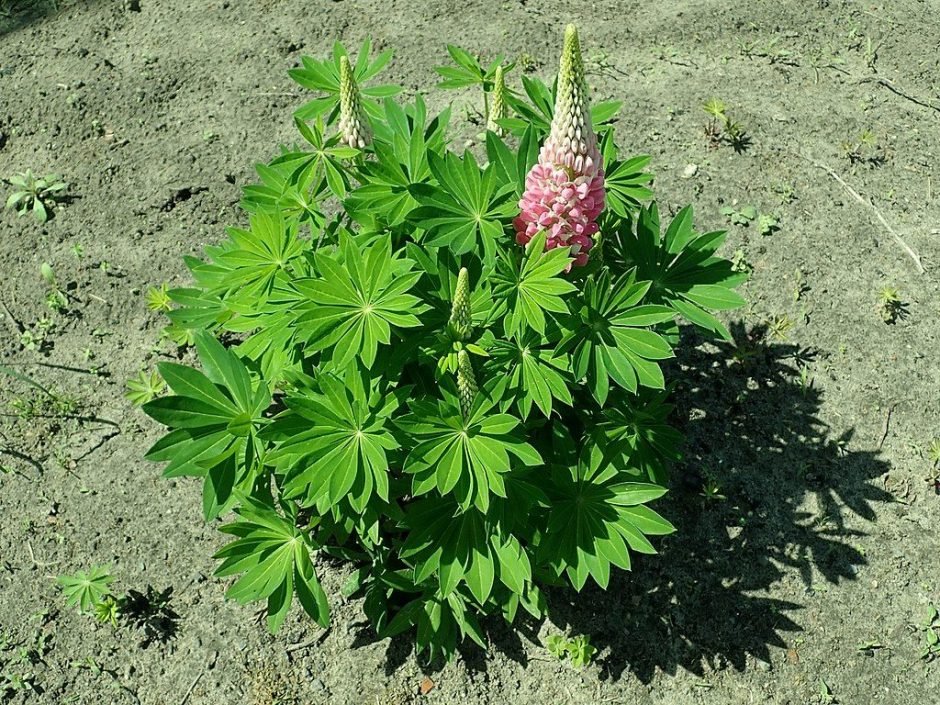 Como plantar Tremoceiro 'The Chatelaine' (Lupinus 'The Chatelaine')_1