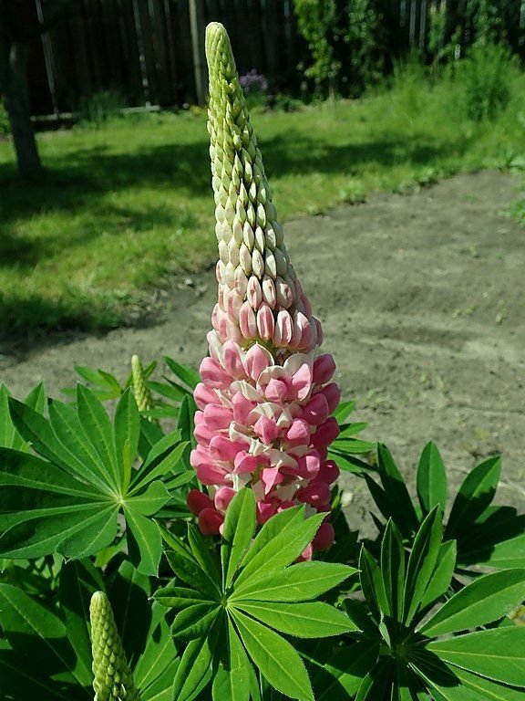 Onde plantar Tremoceiro 'The Chatelaine' (Lupinus 'The Chatelaine')_2