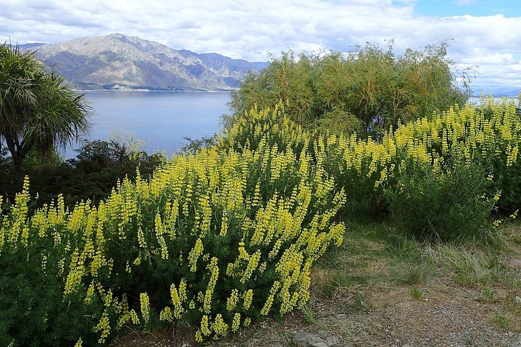 Tremoceiro-bravo (Lupinus arboreus)