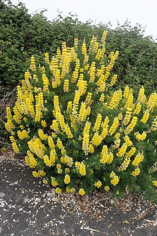Como plantar Tremoceiro-bravo (Lupinus arboreus)_1