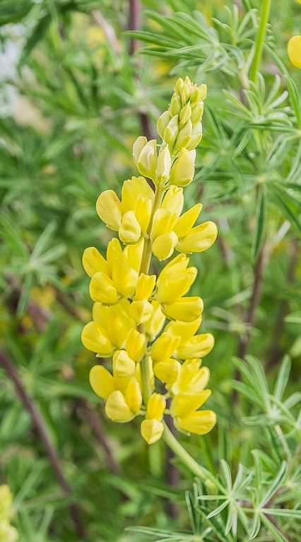 Onde plantar Tremoceiro-bravo (Lupinus arboreus)_2