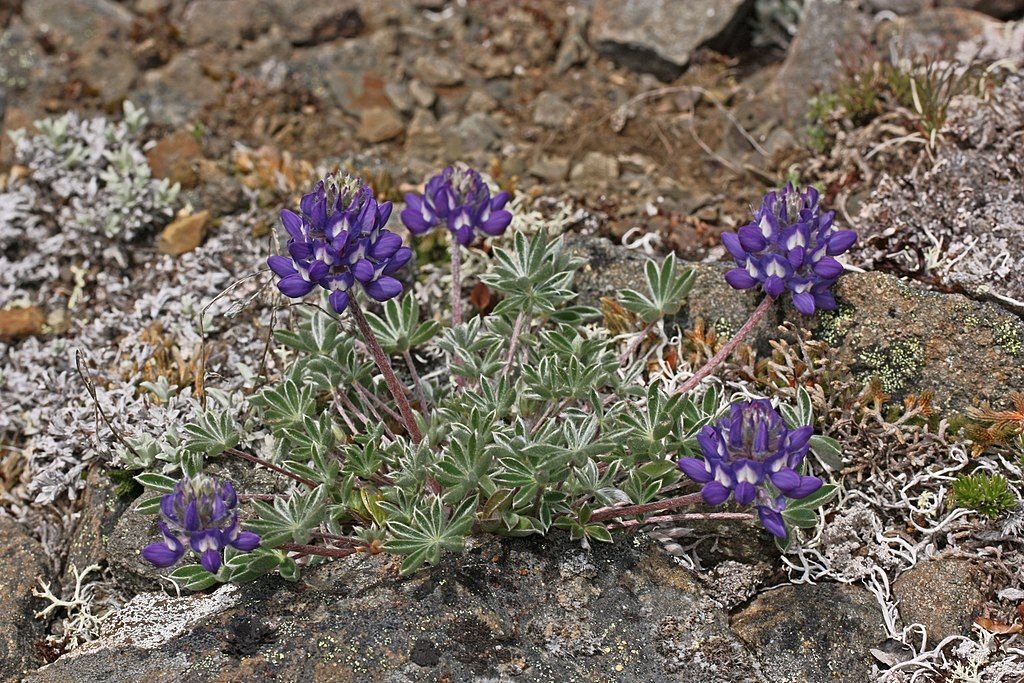 Tremoceiro do pacífico (Lupinus lepidus)