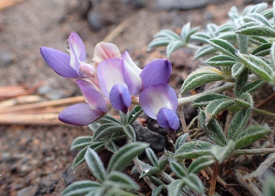 Como plantar Tremoceiro do pacífico (Lupinus lepidus)_1