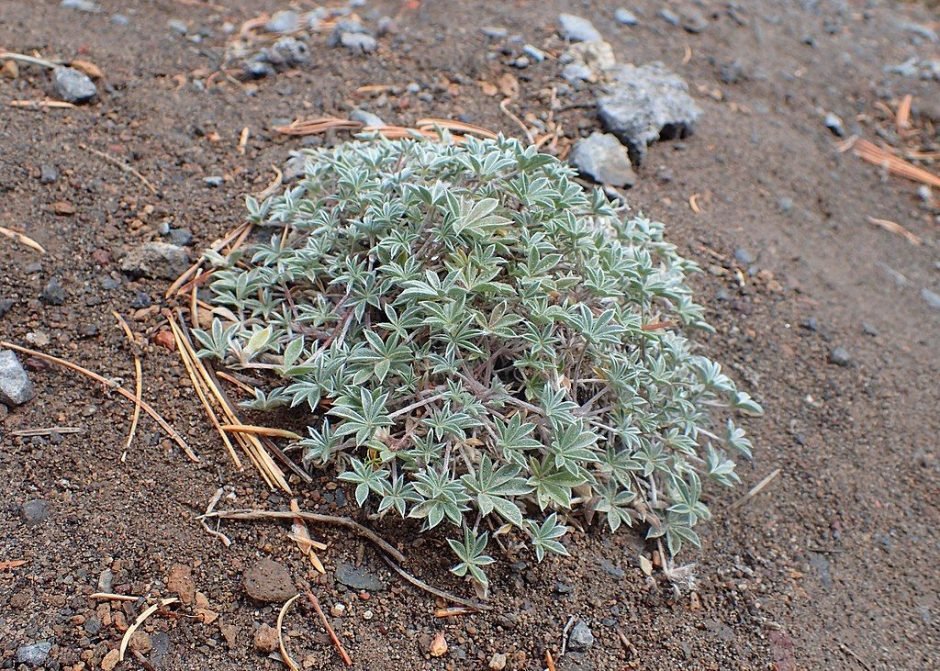 Onde plantar Tremoceiro do pacífico (Lupinus lepidus)_2