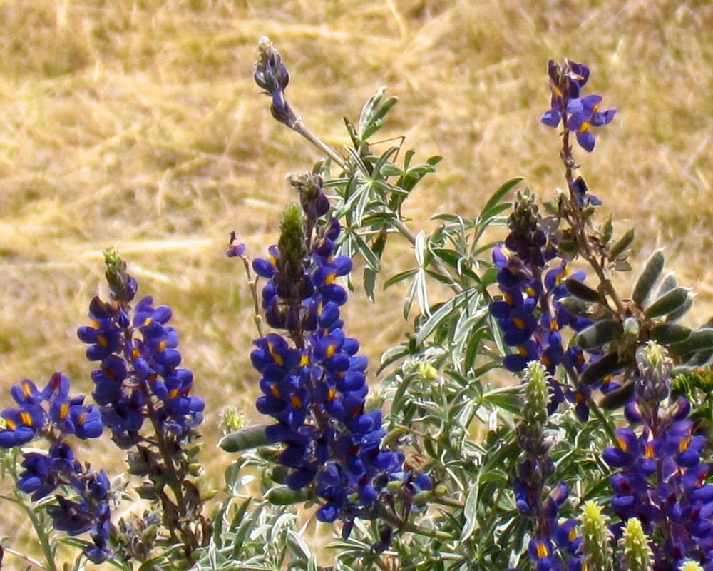 Tremoceiro pérola (Lupinus mutabilis)