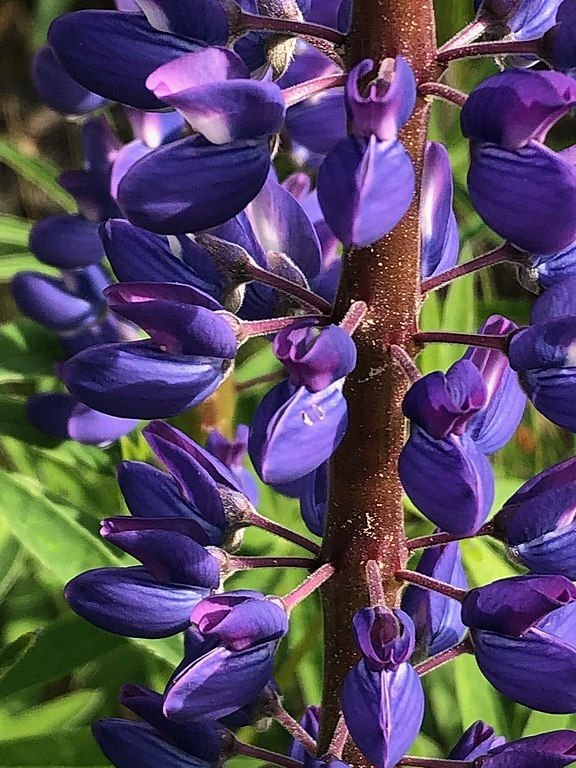 Como plantar Tremoceiro pérola (Lupinus mutabilis)_1