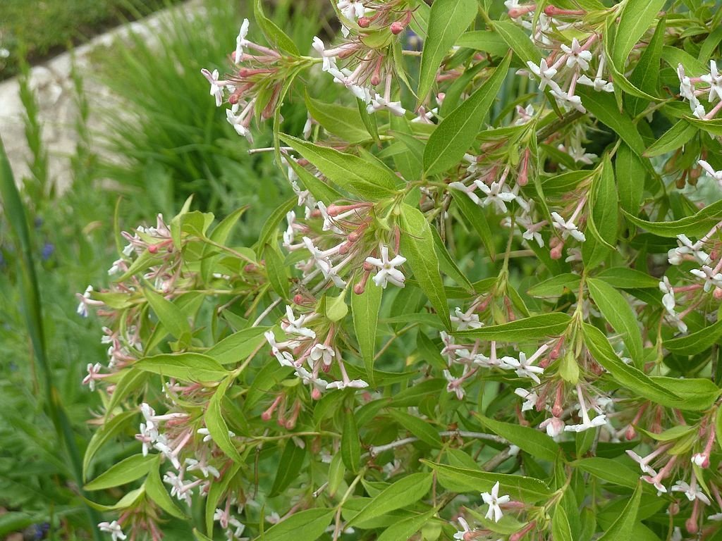 Zabelia triflora (Zabelia triflora)