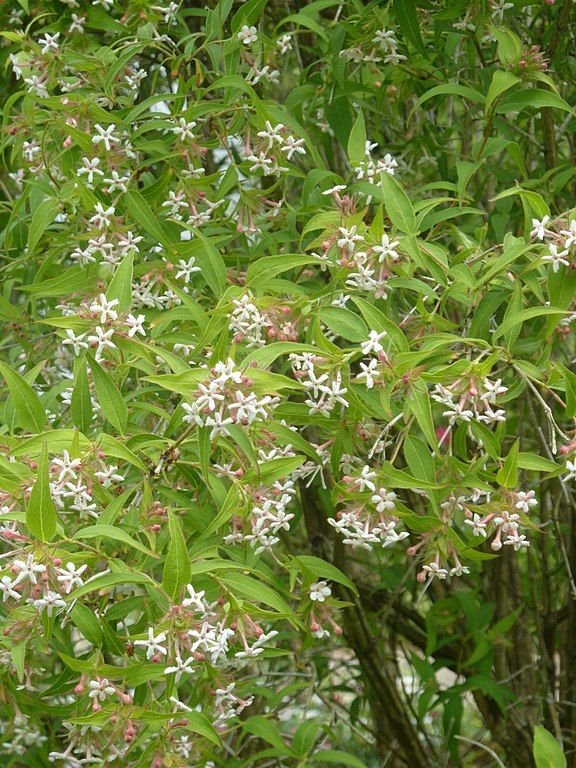 Como plantar Zabelia triflora (Zabelia triflora)_1