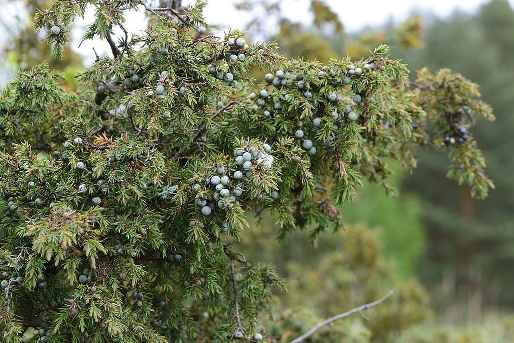Zimbro-anão (Juniperus communis)