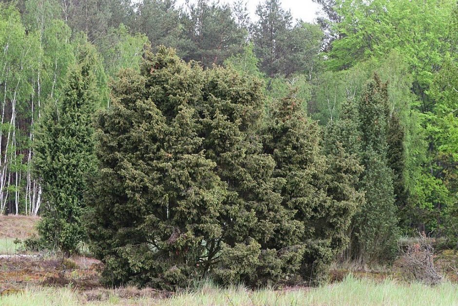 Como plantar Zimbro-anão (Juniperus communis)_1