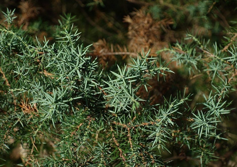 Onde plantar Zimbro-anão (Juniperus communis)_2