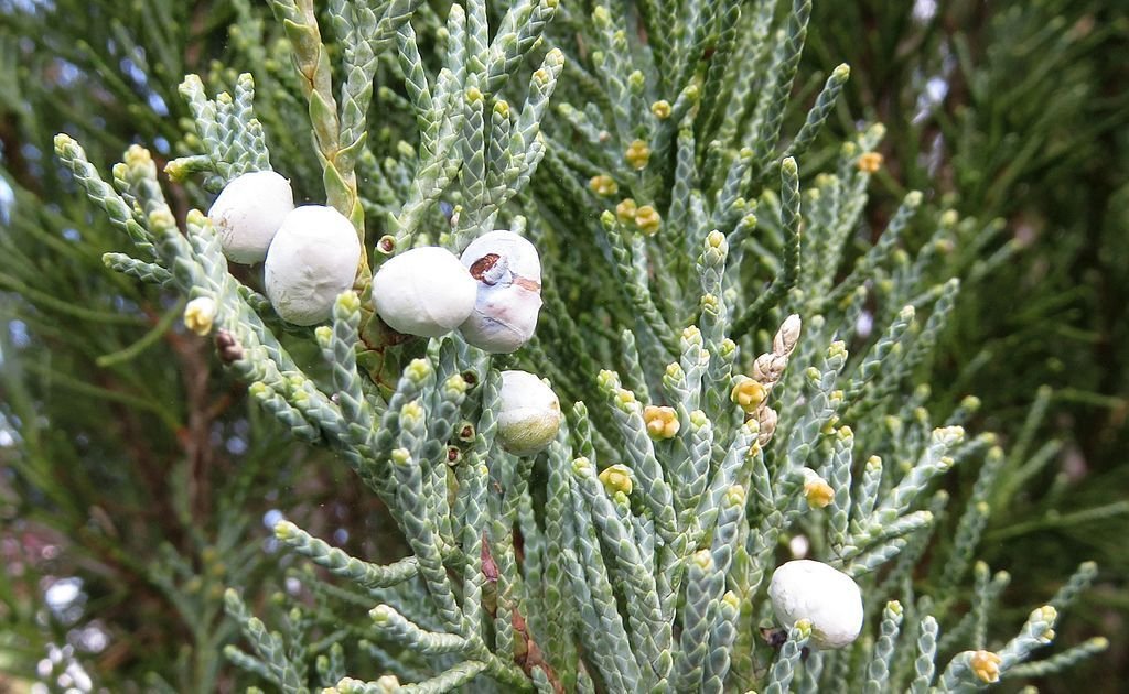 Zimbro das montanhas rochosas 'Blue Arrow' (Juniperus scopulorum 'Blue Arrow')