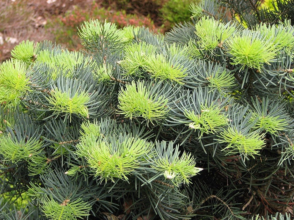 Abeto branco 'Compacta' (Abies concolor 'Compacta')