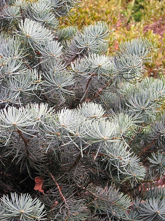 Como plantar Abeto branco 'Compacta' (Abies concolor 'Compacta')_1