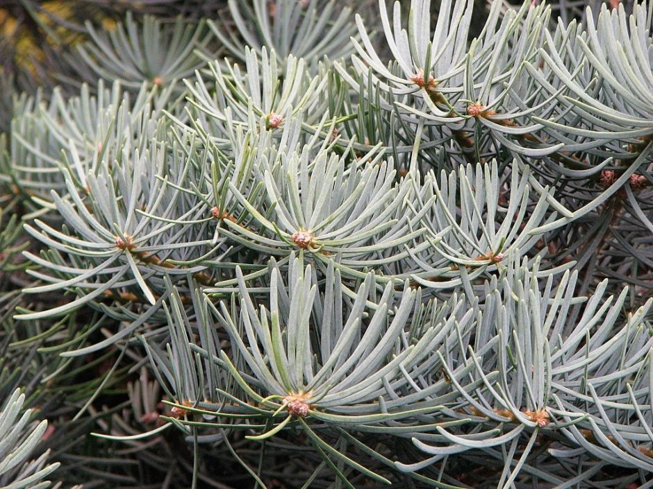 Onde plantar Abeto branco 'Compacta' (Abies concolor 'Compacta')_2