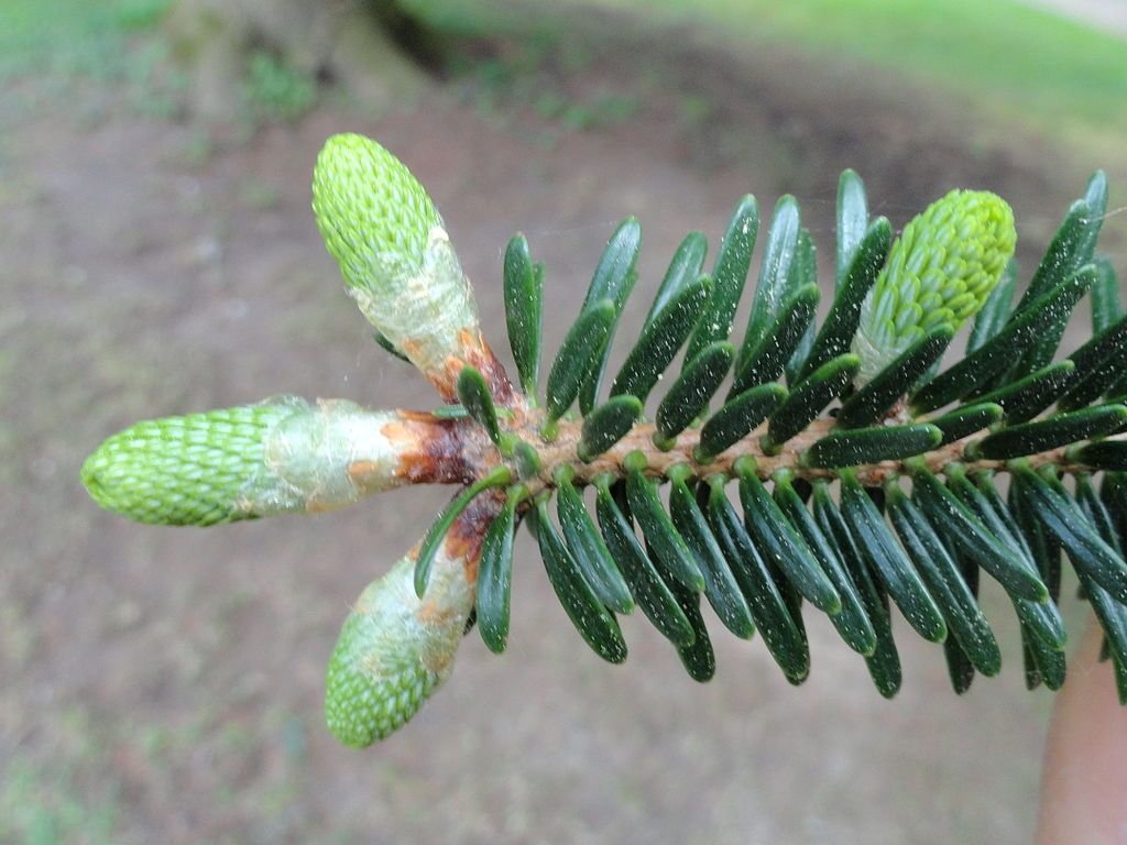 Abeto chensiensis (Abies chensiensis)
